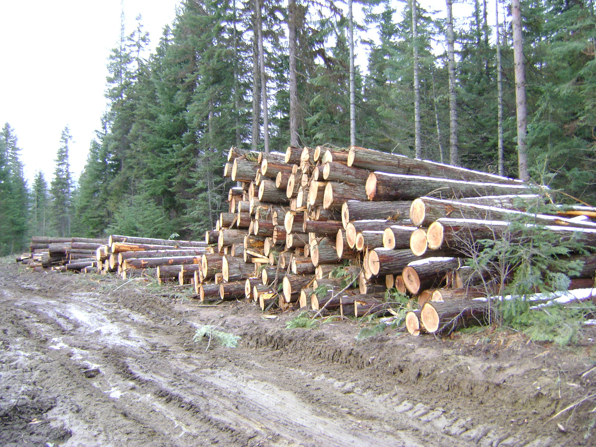 Лесная и деревообрабатывающая страны. Заготовка древесины. Заготовка леса. Штабель леса. Лесная промышленность Карелии.